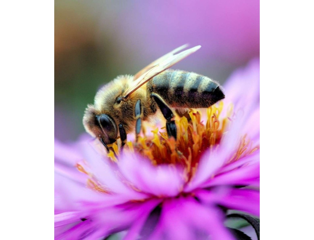 Beneficiile Mierii pentru Sănătate