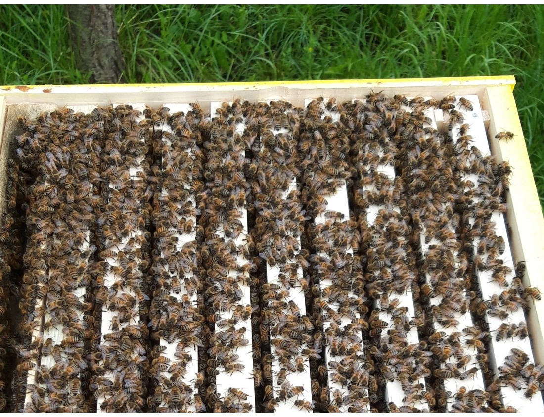 Apicultura și Sustenabilitatea